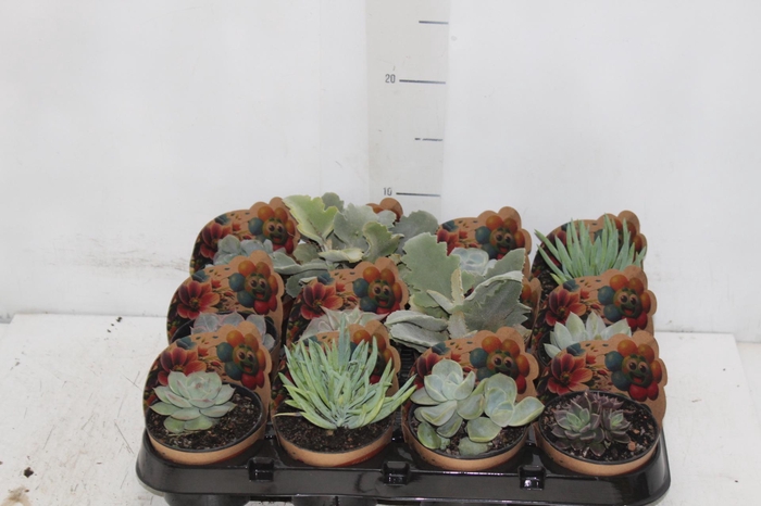 <h4>SUCULENTAS P09</h4>