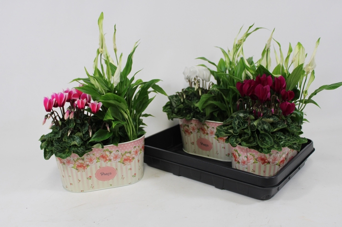 <h4>KAMERPL BLOEIEND GEM</h4>