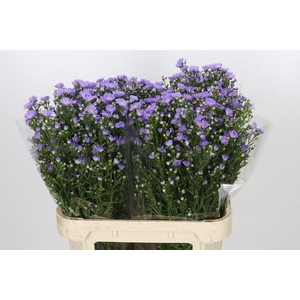 ASTER UNIV. 'CASSANDRA'