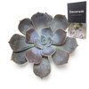 Echeveria Lilacina Cutflower Wincx-10cm