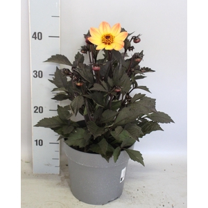 Dahlia 19 cm Donkerblad Sunrise