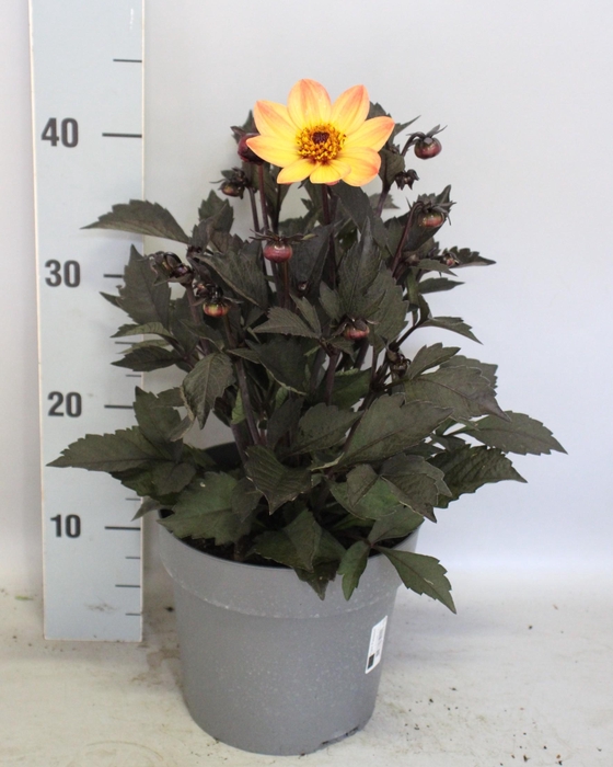 <h4>Dahlia 19 cm Donkerblad Sunrise</h4>