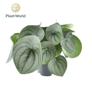 Peperomia Watermelon big