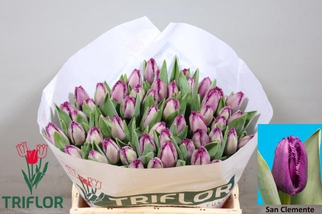 <h4>TU FR SAN CLEMENTE</h4>