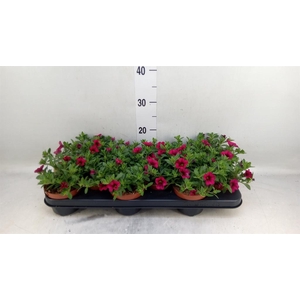 Calibrachoa  'Minifam Purple'