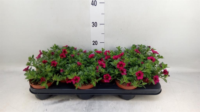 <h4>Calibrachoa  'Minifam Purple'</h4>