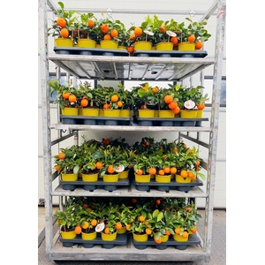 Citrus limetta Mandarine medi-stem (s2)