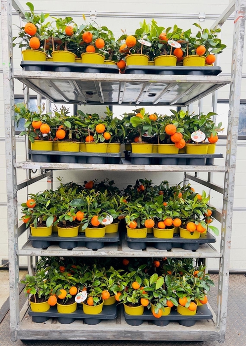 <h4>Citrus limetta Mandarine medi-stem (s2)</h4>
