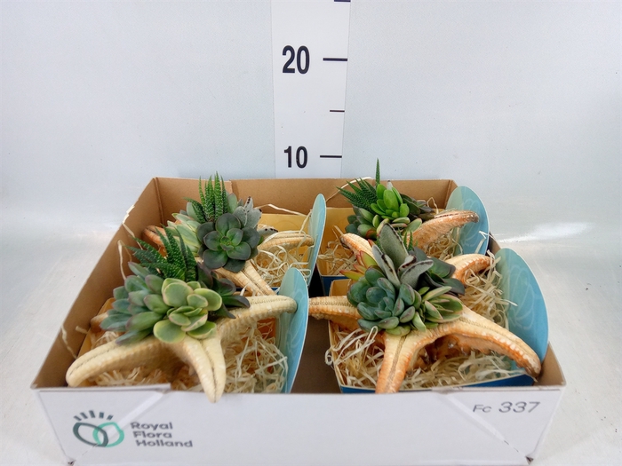 <h4>Planten  ..in schelp L%</h4>