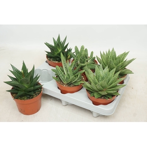 ALOE GEM