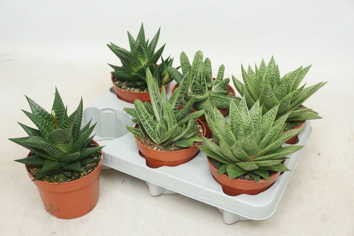 <h4>ALOE GEM</h4>