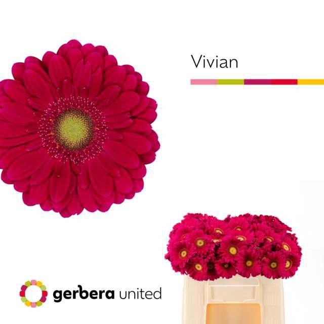 <h4>GE MI VIVIAN</h4>