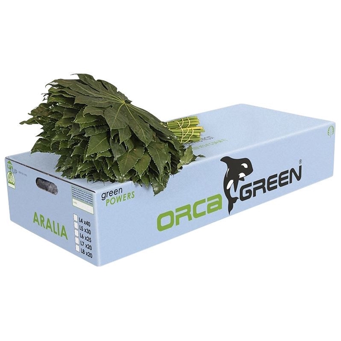 ŽAL ARALIA ORCA