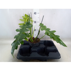 Philodendron   ...