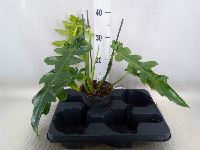 <h4>Philodendron   ...</h4>