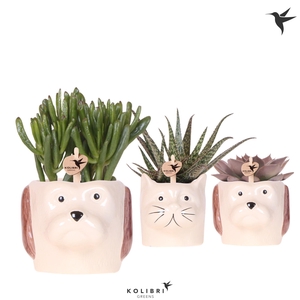 Kolibri Greens Succulenten mix in Cat & Dog pot mix