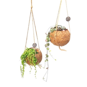 Kokodama 12 cm Hanging mix