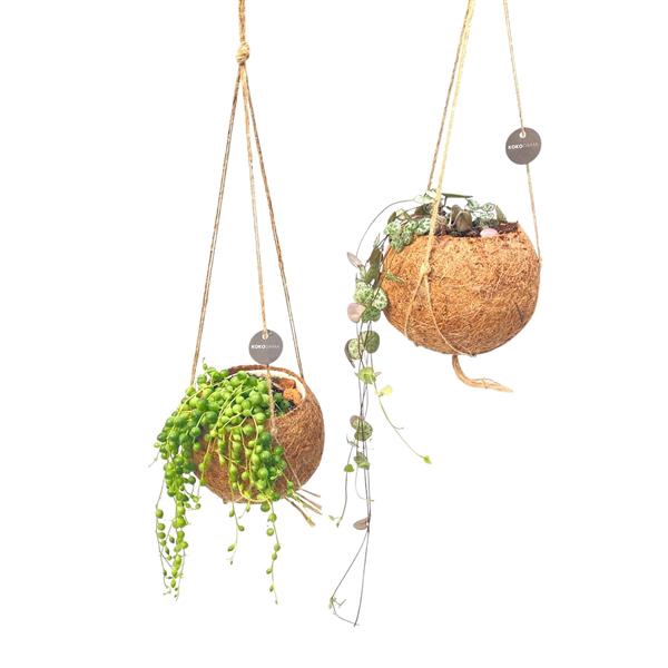 <h4>Kokodama 12 cm Hanging mix</h4>