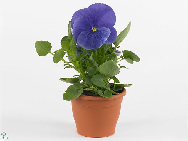 Viola grootbloemig licht blauw