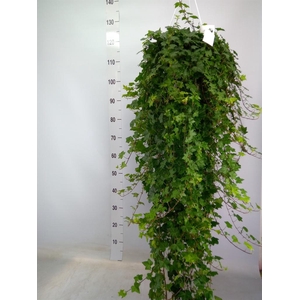 Hedera helix 'Pittsburgh'