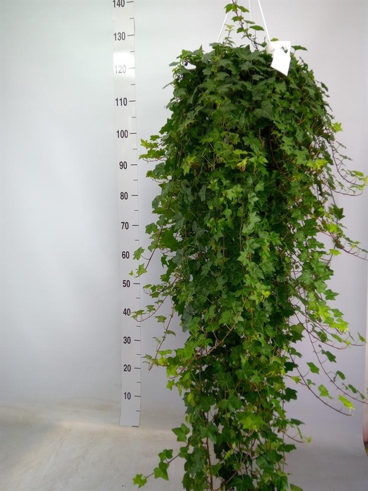 <h4>Hedera helix 'Pittsburgh'</h4>