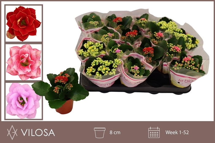 <h4>KAL GE GEM 5 KL</h4>