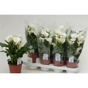 Zant White 10+