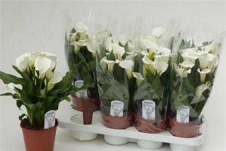 <h4>Zant White 10+</h4>
