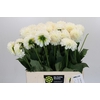 Dahlia Boom Boom White