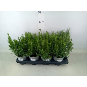 Rosmarinus officinalis   ...