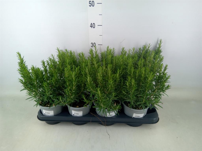 <h4>Rosmarinus officinalis ...</h4>