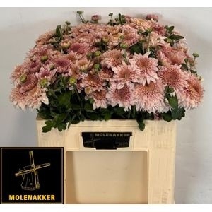 <h4>CHR T GOMPIE ROSE</h4>