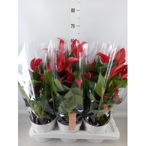 Anthurium  'Banderola Roja'