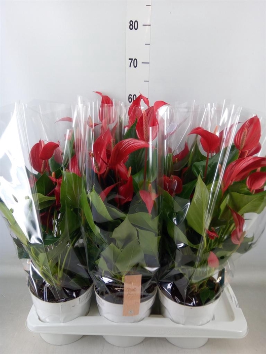 <h4>Anthurium  'Banderola Roja'</h4>