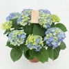 Hydrangea blue 5/6 flowers