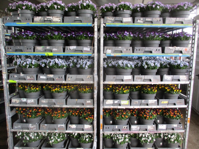 <h4>VIO CO MIXK</h4>