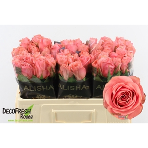 R Gr Feruza Alisha