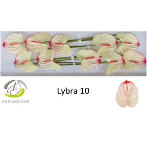 Anthurium Lybra