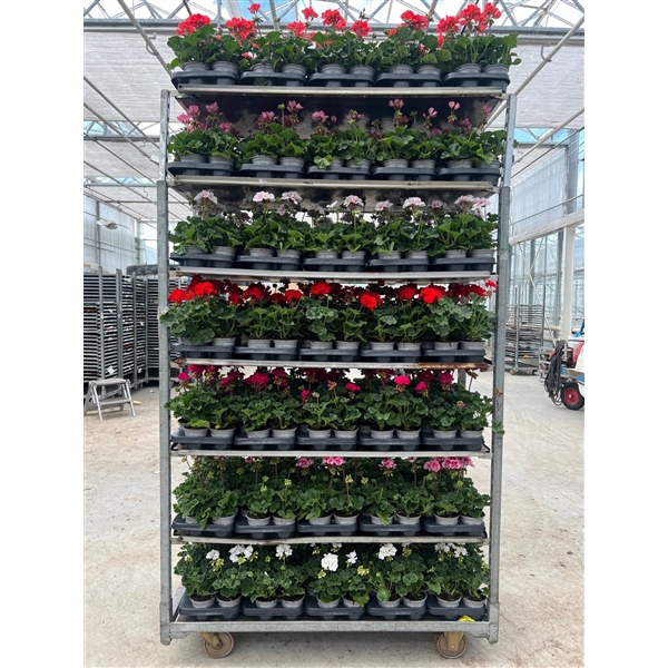 <h4>Pelargonium Zonale P10.5 - Mix CC</h4>