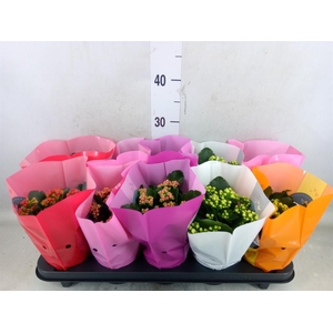 Kalanchoe blos. 'Perfecta'  ..mix 5