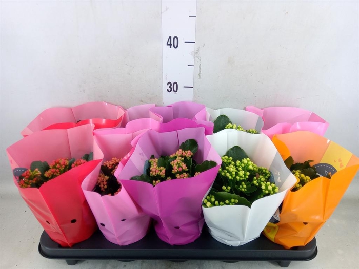 <h4>Kalanchoe blos. 'Perfecta'  ..mix 5</h4>