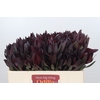 Leucadendron Saf Sunset Dark R.