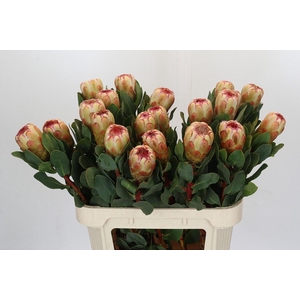 Protea Grandicolor