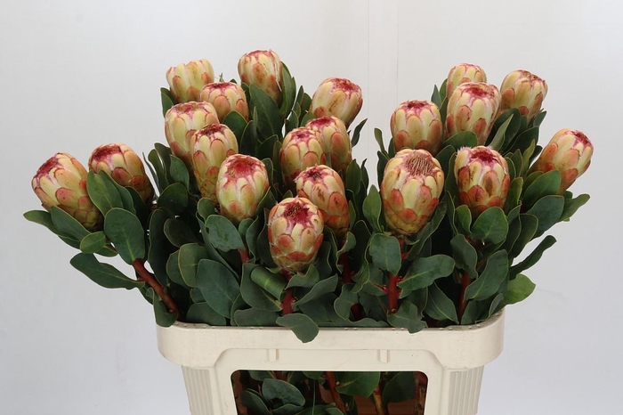 <h4>Protea Grandicolor</h4>