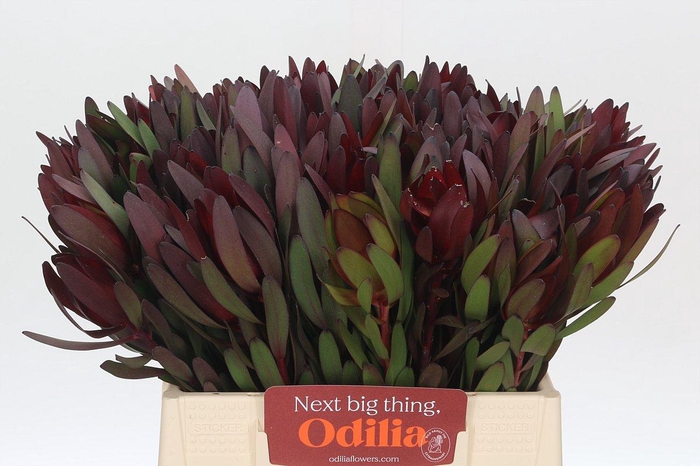 <h4>Leucadendron Saf Sunset Dark R.</h4>