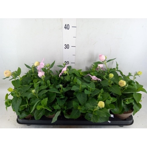 Platycodon grand. 'Astra Pink'