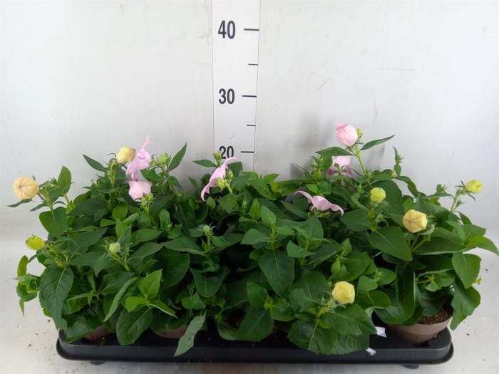 <h4>Platycodon grand. 'Astra Pink'</h4>