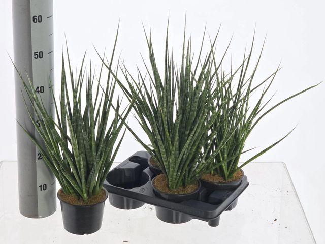 <h4>SANSEV CYLINDRICA P15</h4>