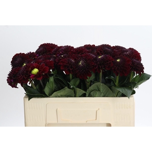 Dahlia Black Fox