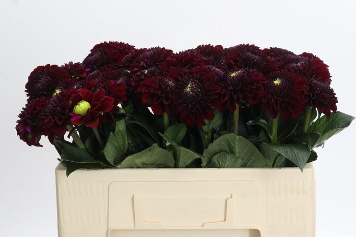 <h4>Dahlia Black Fox</h4>
